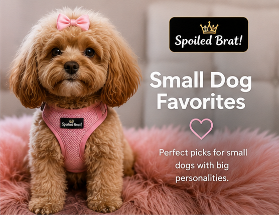 Small Dog Favorites