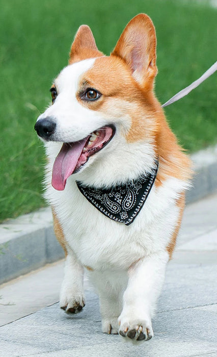 Spoiled Brat™ BellaBand Designer Scarf Collar