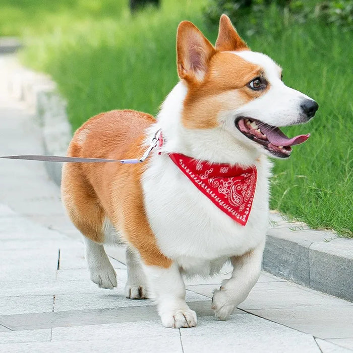 Spoiled Brat™ BellaBand Designer Scarf Collar
