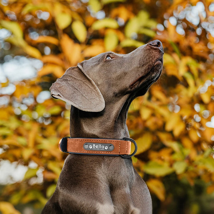 Spoiled Brat™ Personalized Leather Dog Collar – Custom Engraved - view 18 | Spoiled Brat