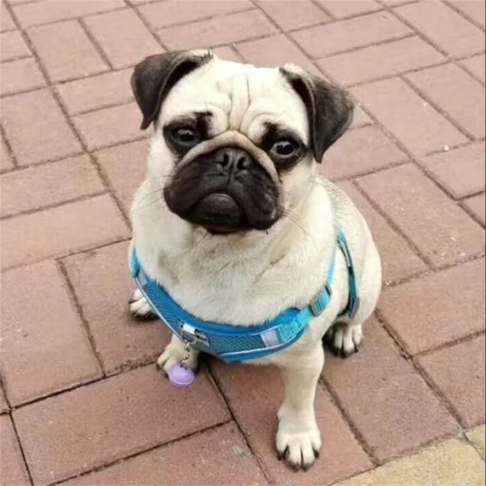 Spoiled Brat™ Breathable Mesh Dog Harness & Leash Set