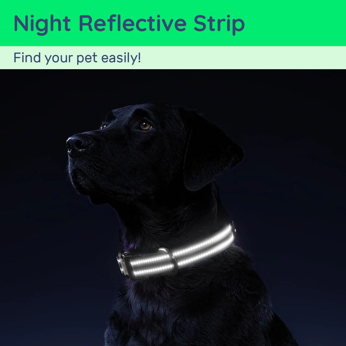 Spoiled Brat™ Signature Personalized Dog Collar