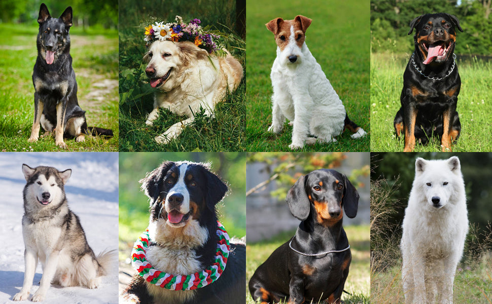 Spoiled Brat™ SmartClick Pro Pet Trainer
