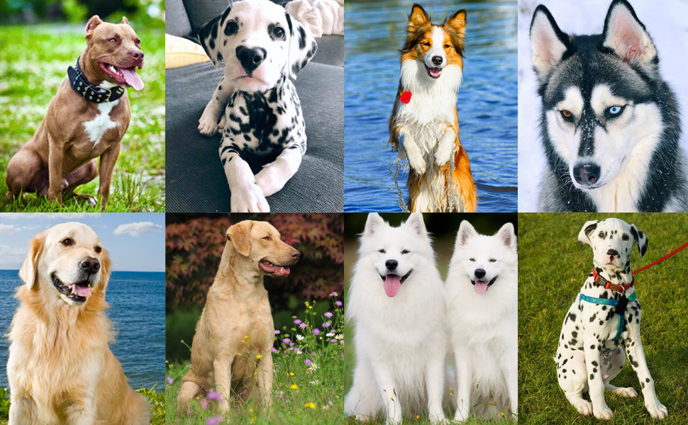 Spoiled Brat™ SmartClick Pro Pet Trainer