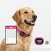Spoiled Brat™ SafeTag Mini GPS Dog Tracker - view 2 | Spoiled Brat